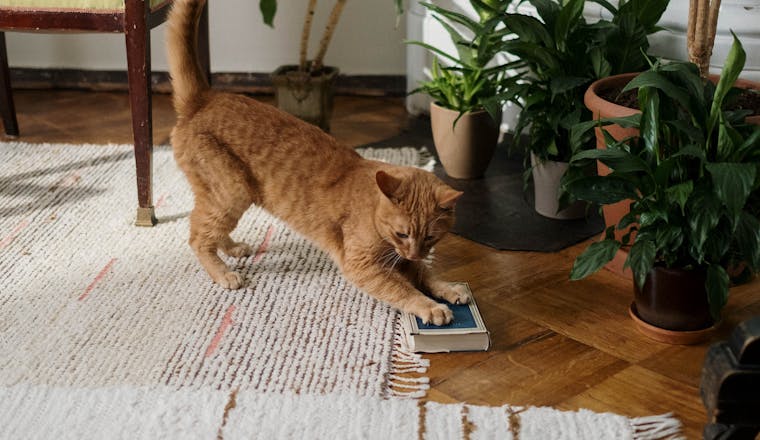 Allergy-Proof Your Home: The Ultimate Guide by Carole's House Cleaning