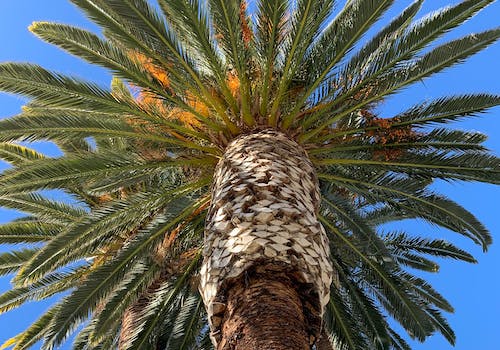 cleaning services Chandler